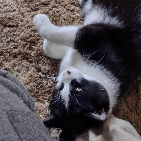 Enlarge Guinness , a ADOPTABLE Domestic Short Hair in Memphis, TN image 6/6