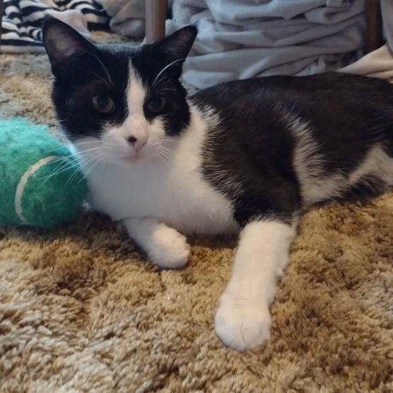 Guinness , ADOPTABLE, Adult Male Domestic Short Hair.