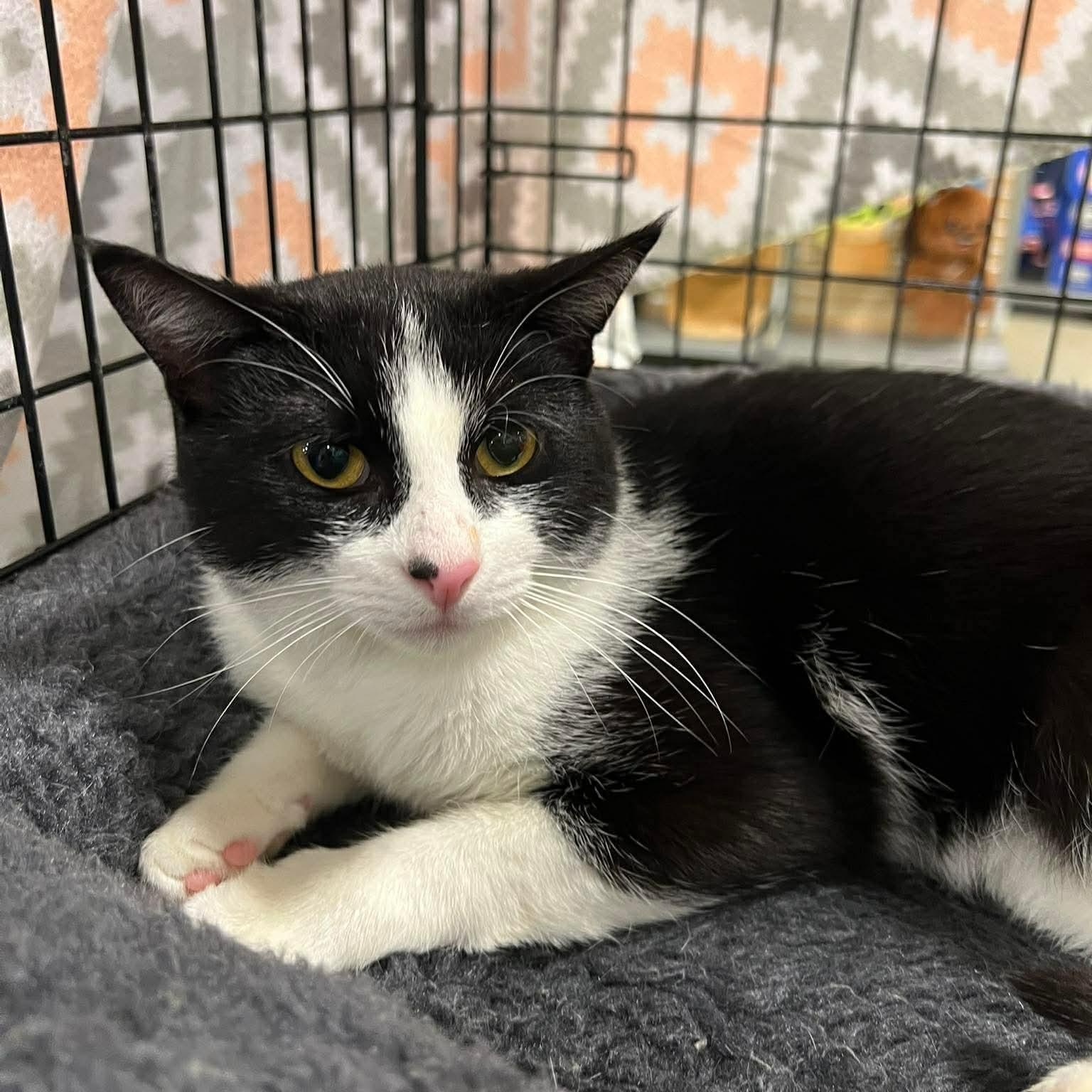 Enlarge Guinness , a ADOPTABLE Domestic Short Hair in Memphis, TN image 3/6