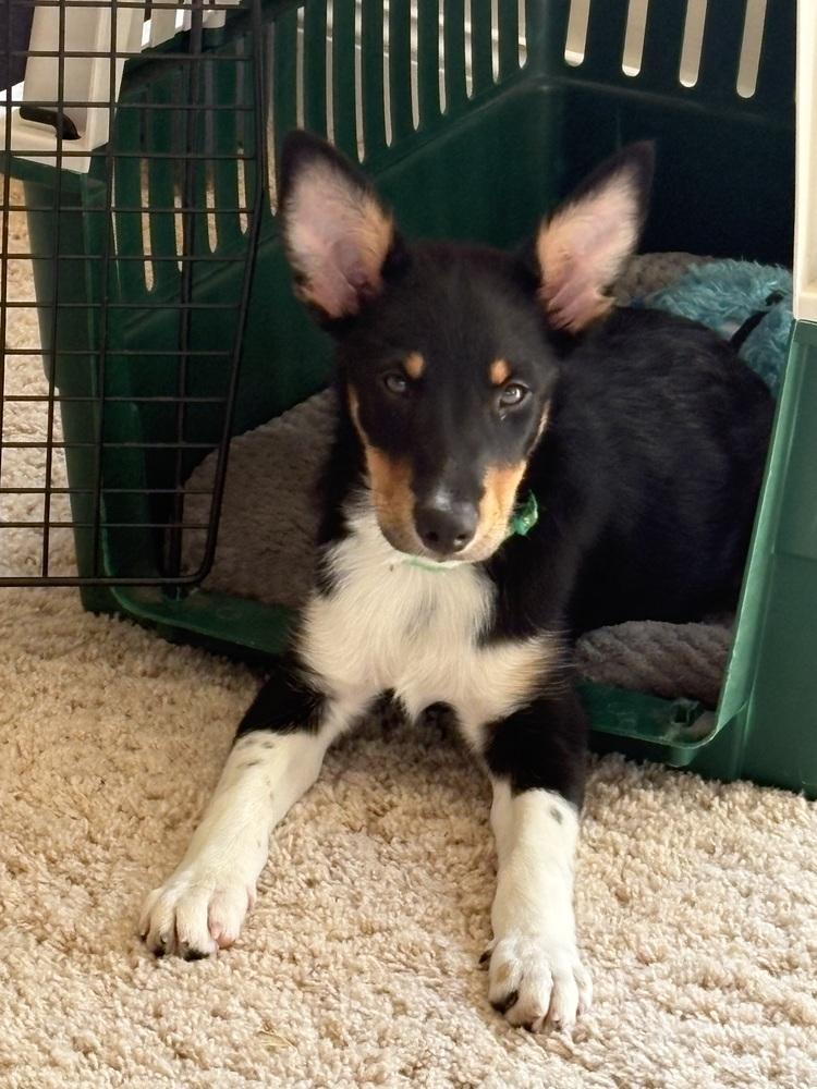 1219 Wyatt, Adoptable, Puppy Male Australian Shepherd & Airedale Terrier.