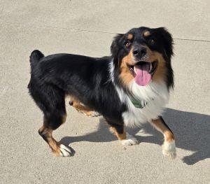 Bo, ADOPTABLE, Adult Male Australian Shepherd.