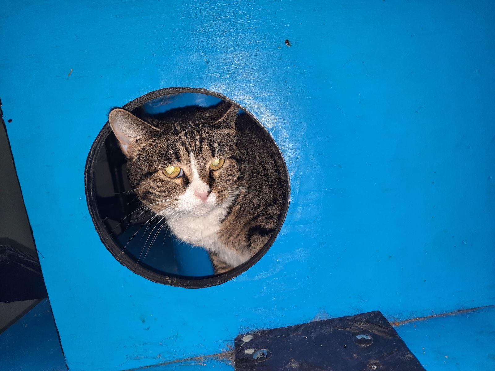 Enlarge Cotton Candy, a Adoptable Domestic Short Hair in Iroquois, IL image 1/2