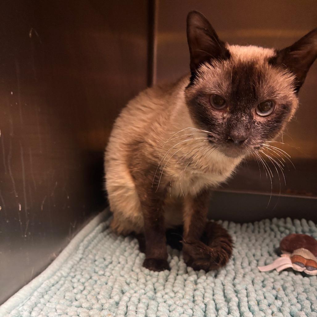 Shikona, Adoptable, Adult Female Domestic Short Hair & Siamese.