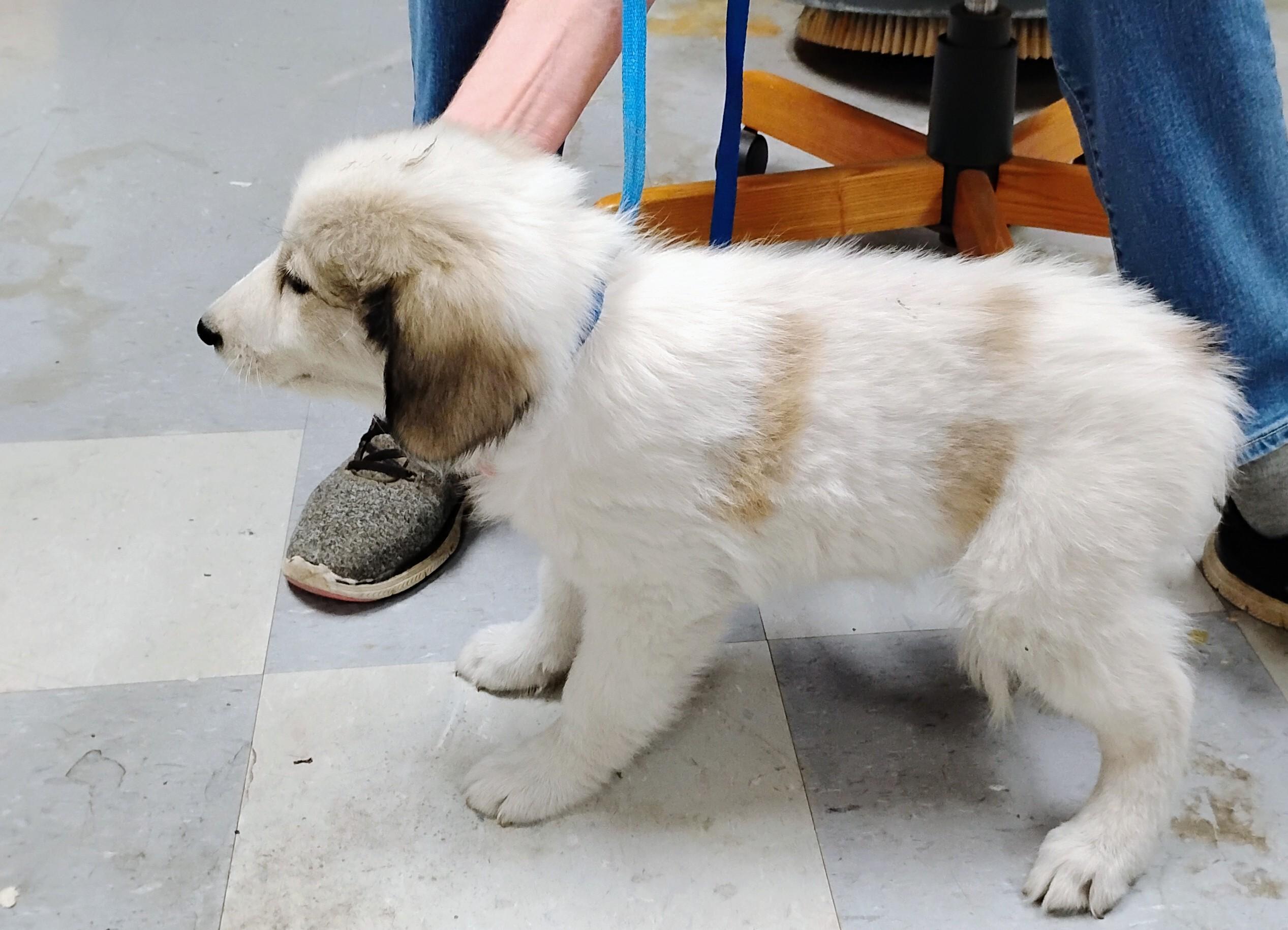 Enlarge Bianca, a Adoptable Great Pyrenees in Sulphur, OK image 2/3