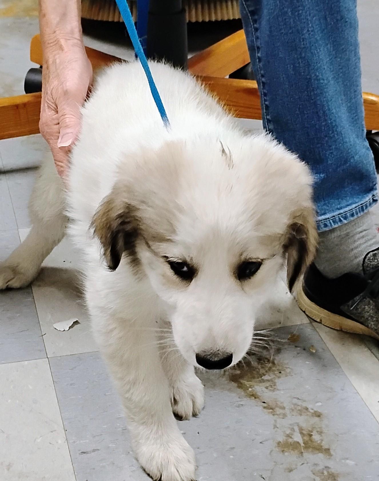 Bianca, Adoptable, Puppy Female Great Pyrenees.