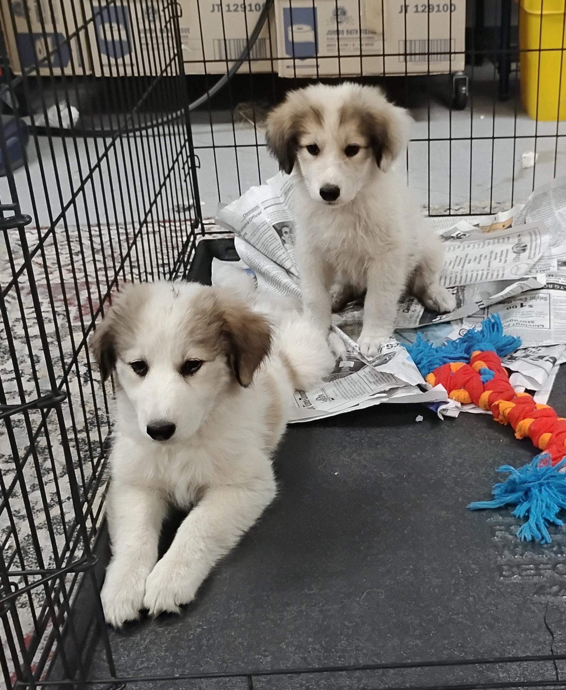 Enlarge Bianca, a Adoptable Great Pyrenees in Sulphur, OK image 3/3