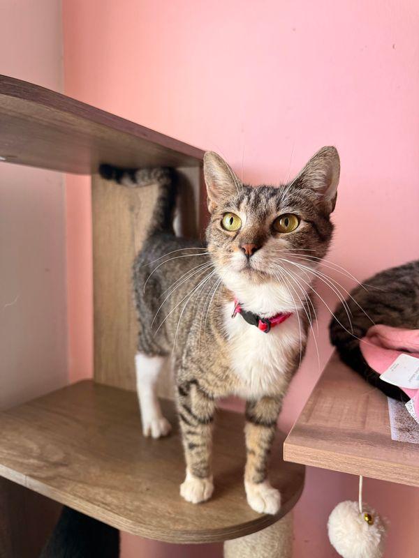 Enlarge BRIE, a Adoptable Tabby in New York, NY image 2/5