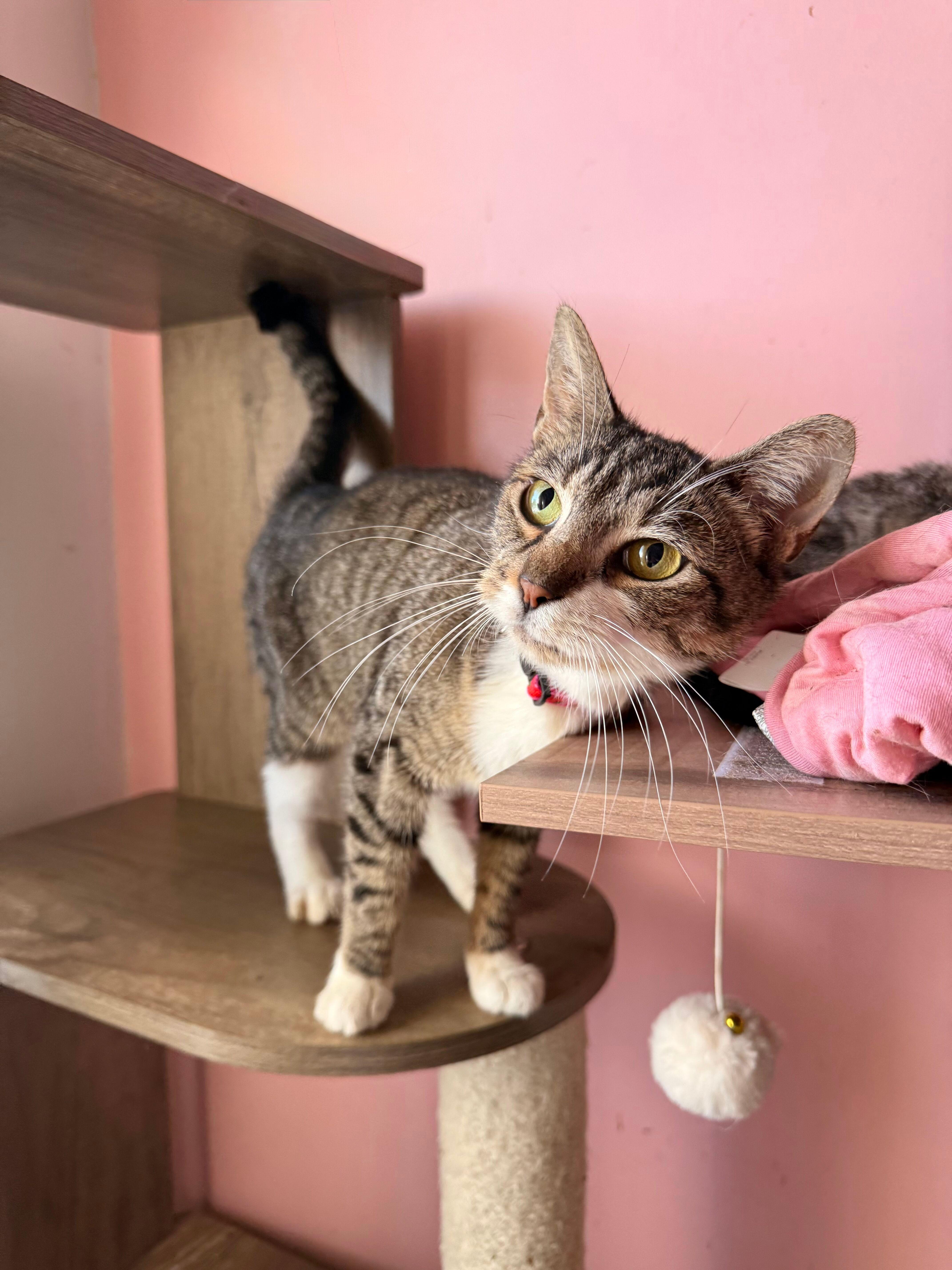 Enlarge BRIE, a Adoptable Tabby in New York, NY image 3/5