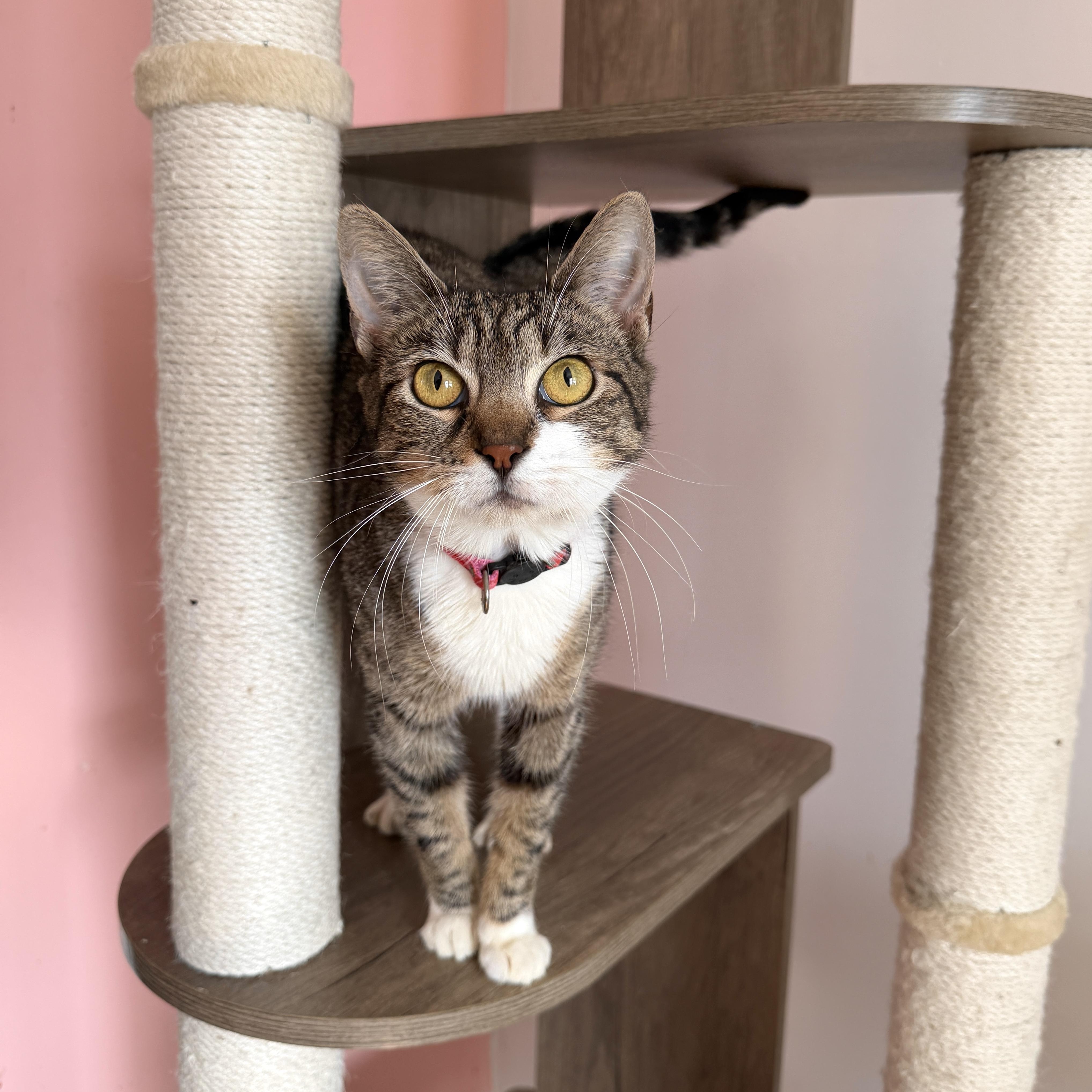 Enlarge BRIE, a Adoptable Tabby in New York, NY image 1/6