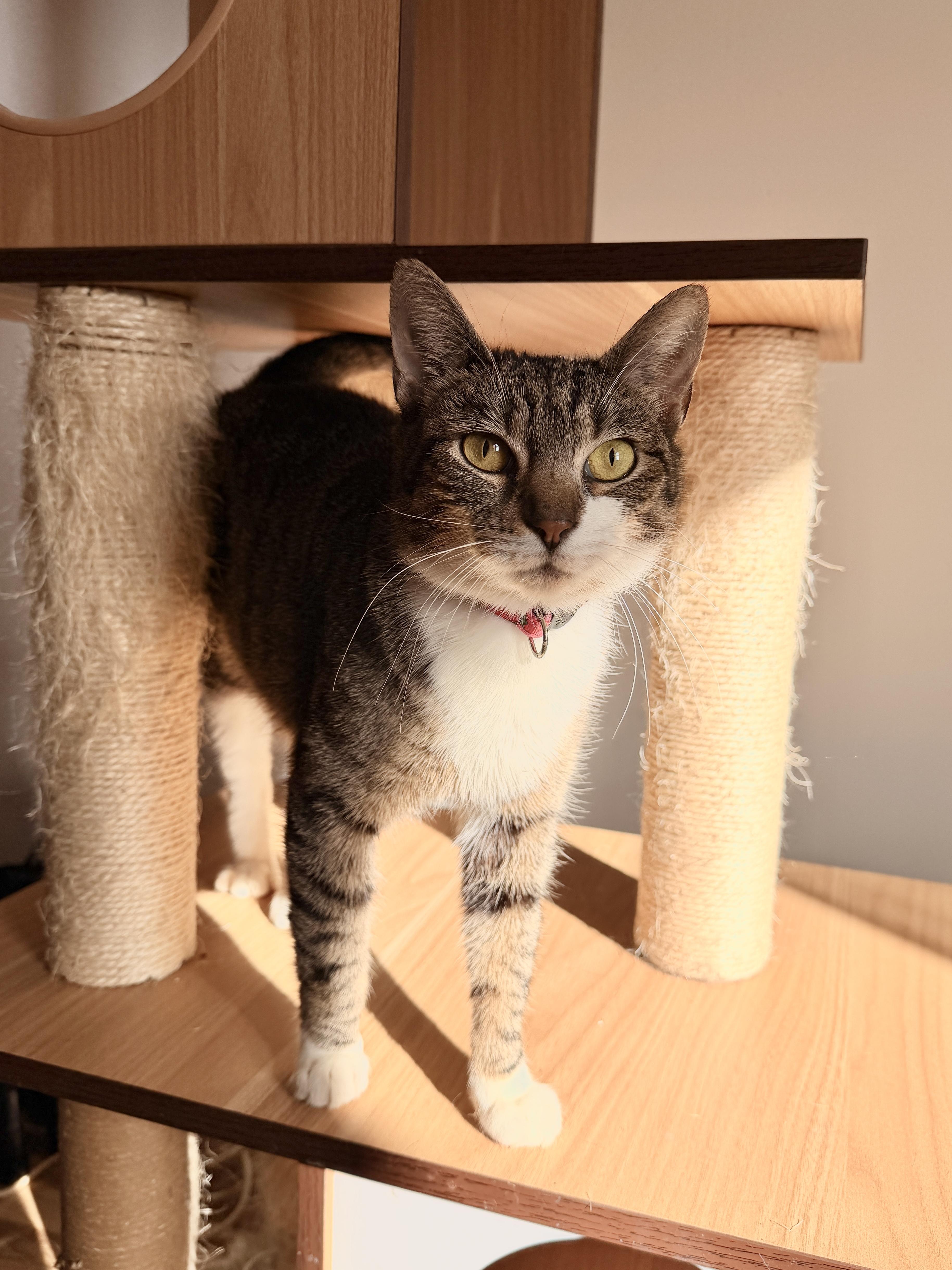 BRIE, a Adoptable Tabby in New York, NY image 1/6