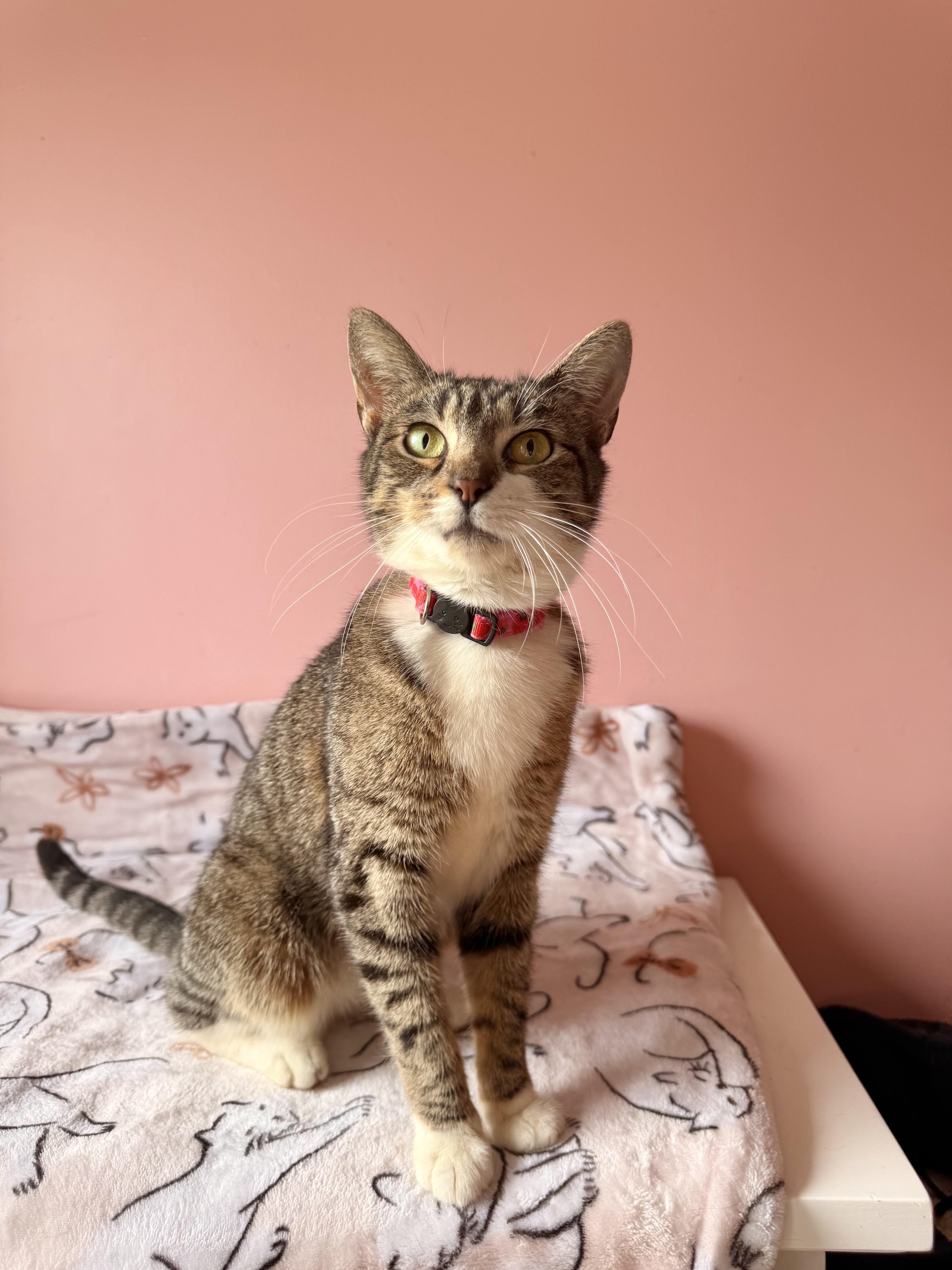 Enlarge BRIE, a Adoptable Tabby in New York, NY image 1/5