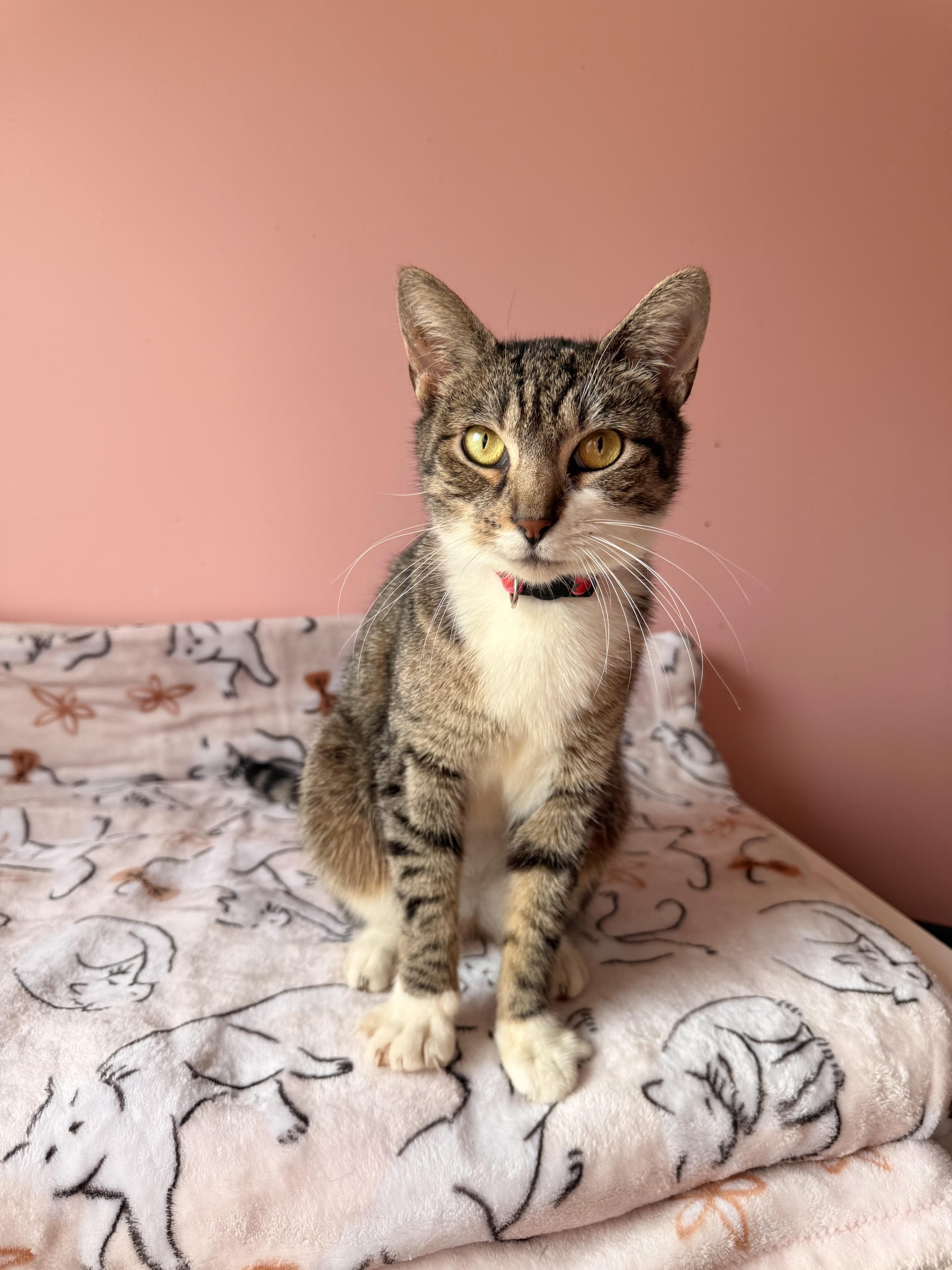 Enlarge BRIE, a Adoptable Tabby in New York, NY image 4/5