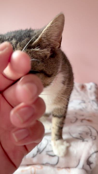 Enlarge BRIE, a Adoptable Tabby in New York, NY video 5/5