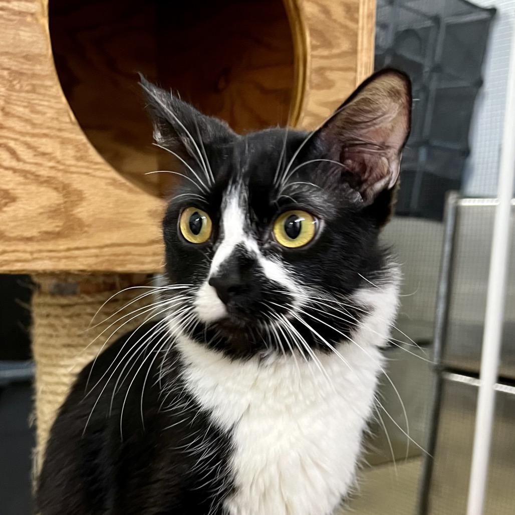 Enlarge Spirit, a Adoptable Domestic Short Hair in Morgan Hill, CA image 1/2