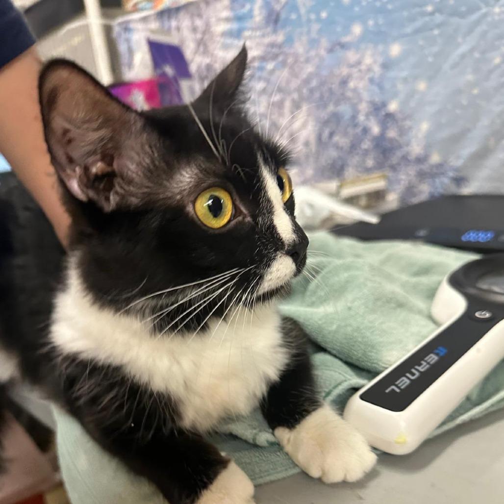 Enlarge Spirit, a Adoptable Domestic Short Hair in Morgan Hill, CA image 2/2