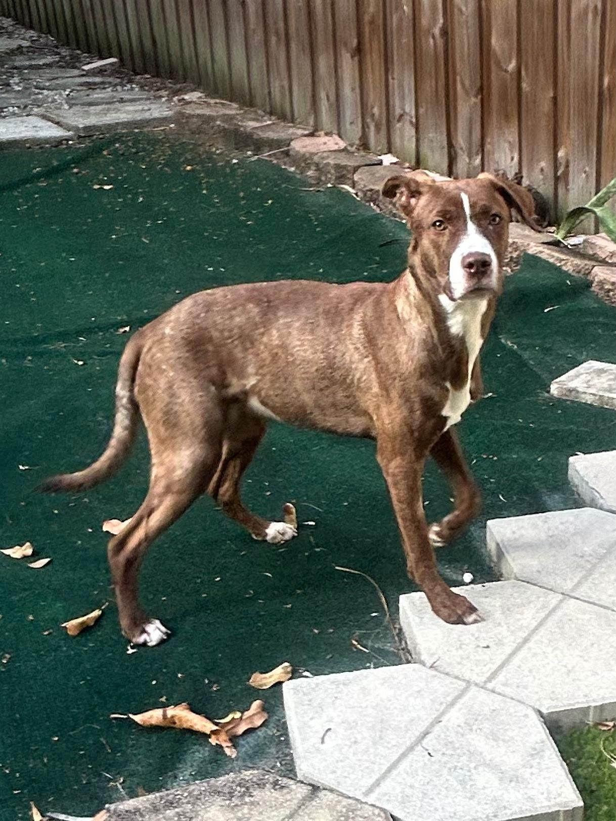 Enlarge Garnett, a ADOPTABLE mixed breed in Lake Worth, FL image 6/6
