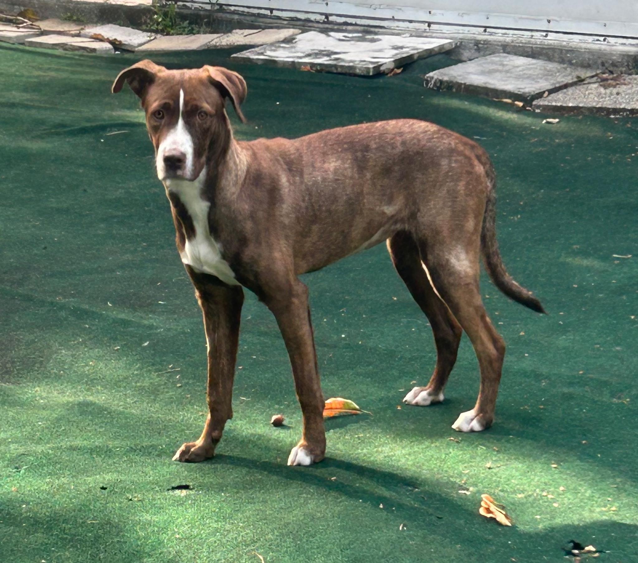Enlarge Garnett, a ADOPTABLE mixed breed in Lake Worth, FL image 5/6