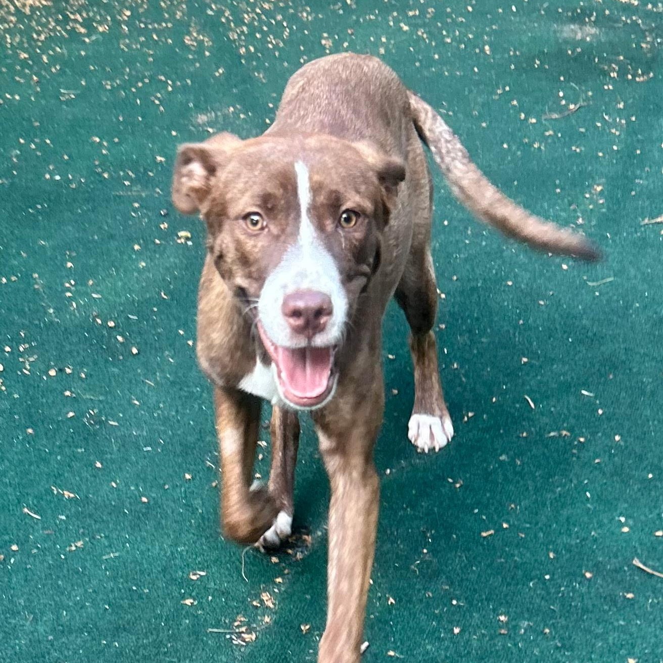 Garnett, ADOPTABLE, Young Female Border Collie.