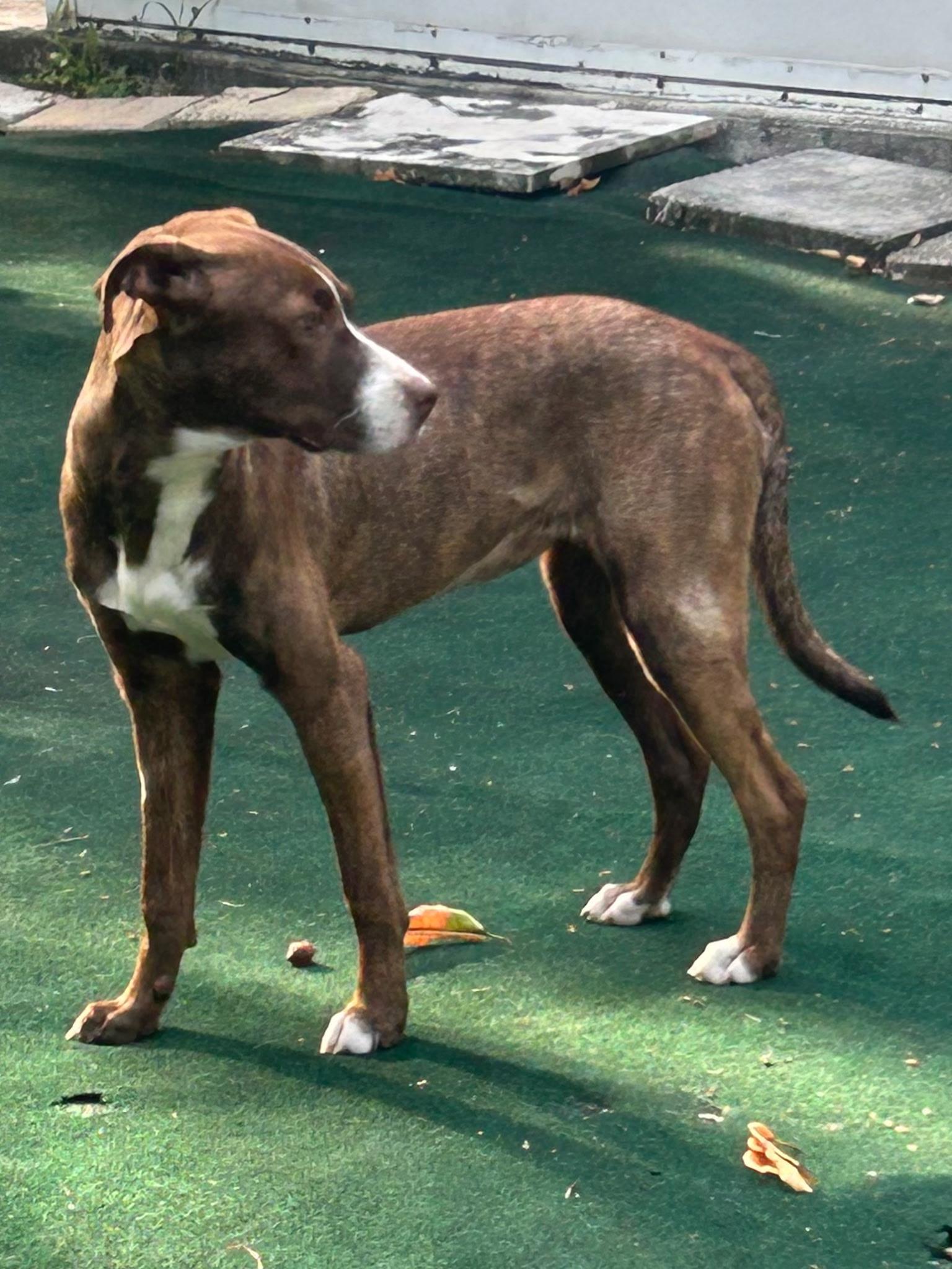 Enlarge Garnett, a ADOPTABLE mixed breed in Lake Worth, FL image 3/6