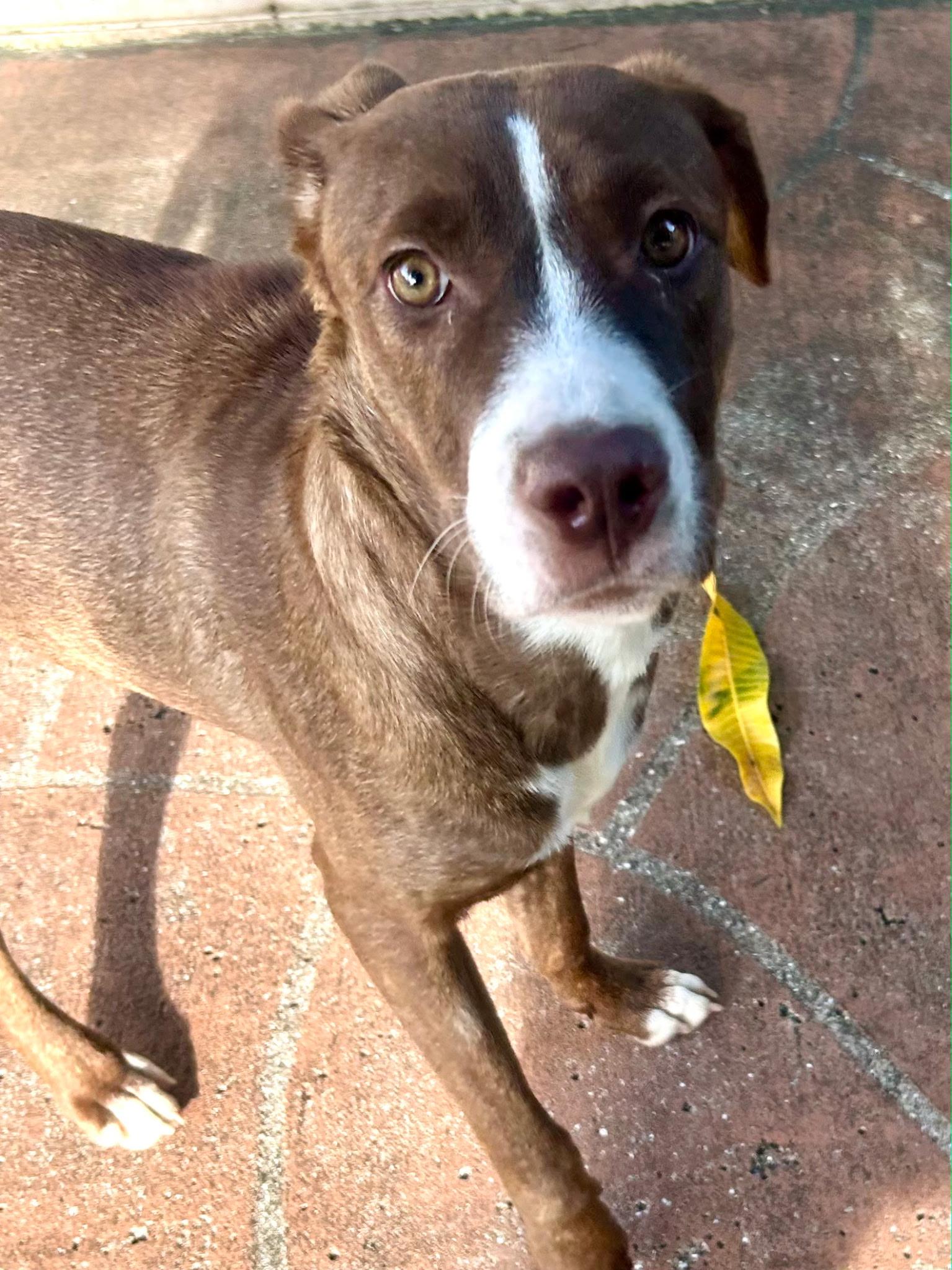 Enlarge Garnett, a ADOPTABLE mixed breed in Lake Worth, FL image 4/6
