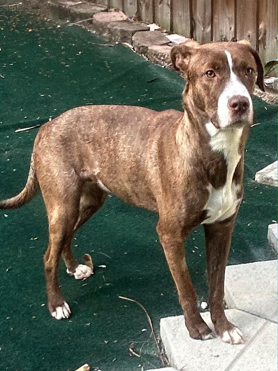 Enlarge Garnett, a ADOPTABLE mixed breed in Lake Worth, FL image 2/6