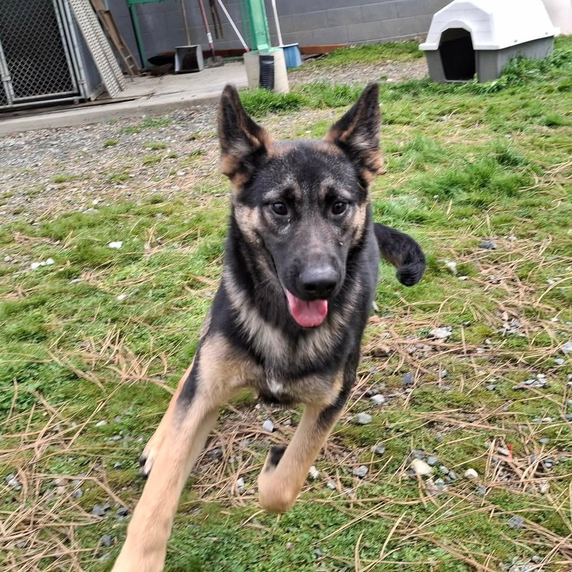Enlarge Smokey, a ADOPTABLE mixed breed in Weaverville, CA image 2/5