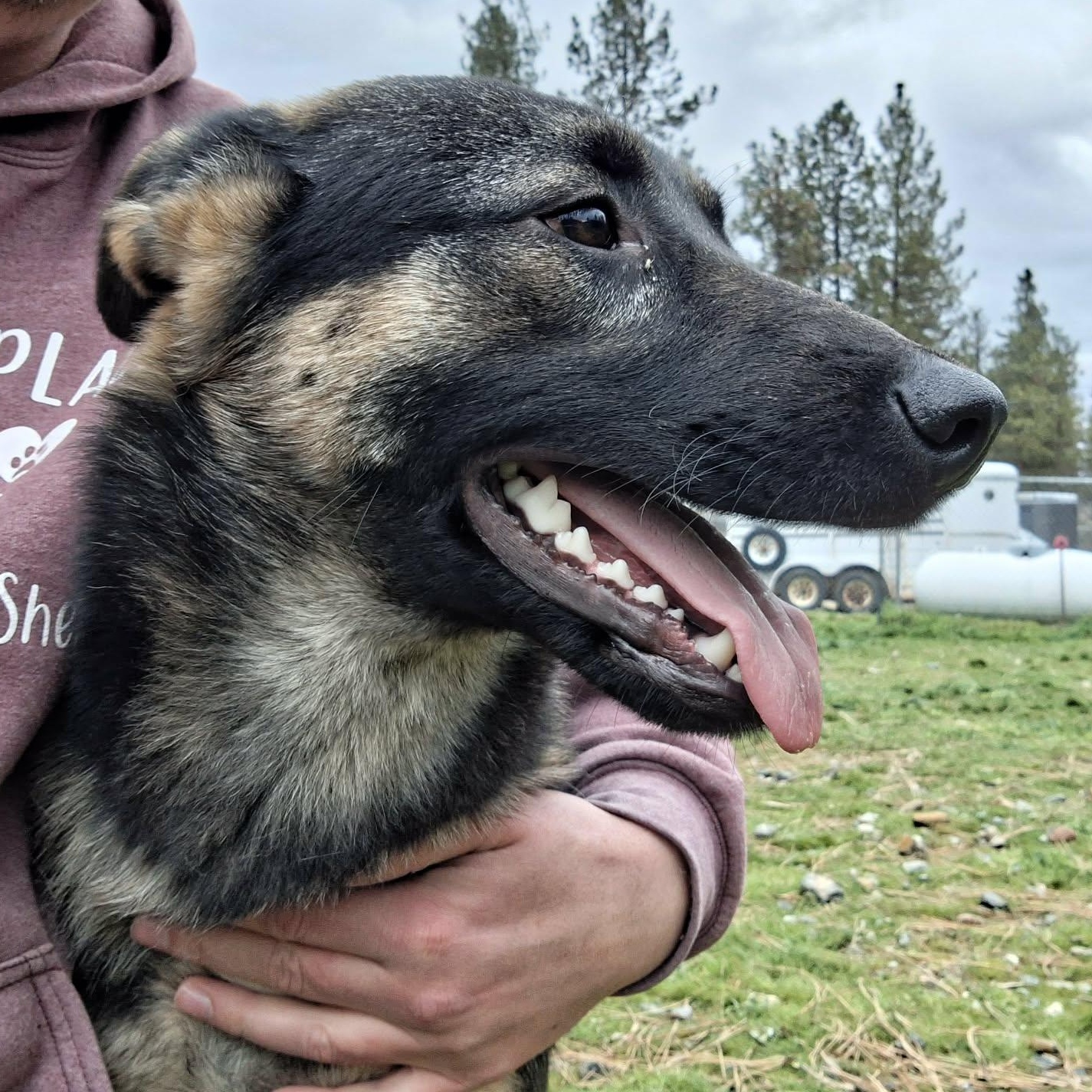 Enlarge Smokey, a ADOPTABLE mixed breed in Weaverville, CA image 4/5