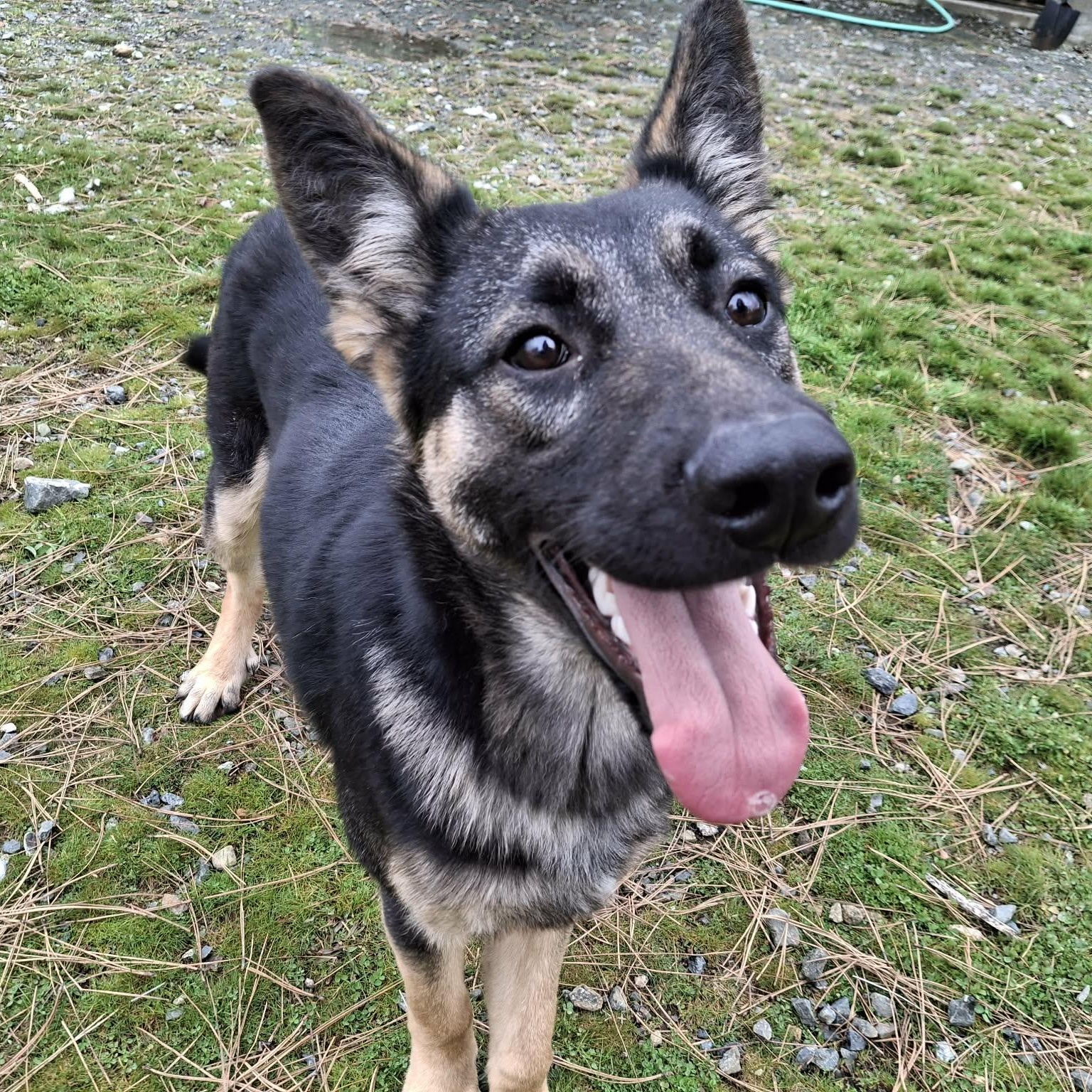 Smokey, ADOPTABLE, Young Male German Shepherd Dog.