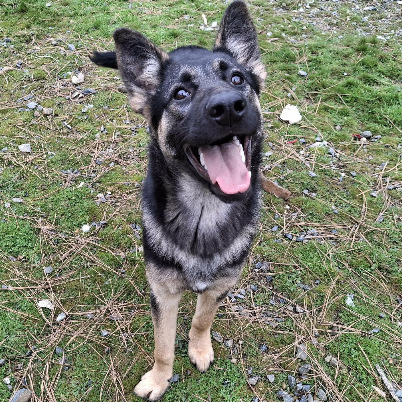 Enlarge Smokey, a ADOPTABLE mixed breed in Weaverville, CA image 5/5