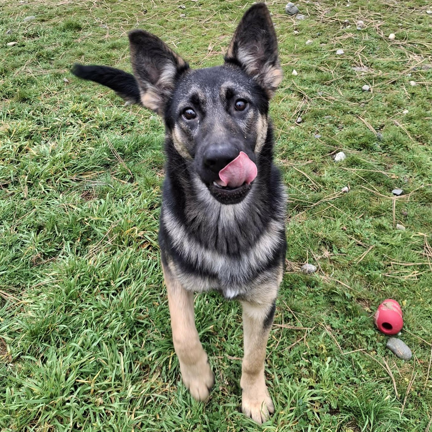 Enlarge Smokey, a ADOPTABLE mixed breed in Weaverville, CA image 3/5
