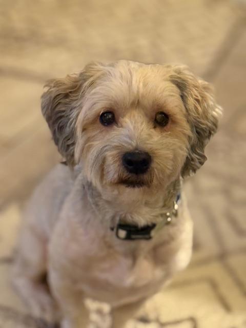 Enlarge Lincoln in New Cumberland, Pennsylvania, a ADOPTABLE Havanese in New Cumberland, PA image 1/6