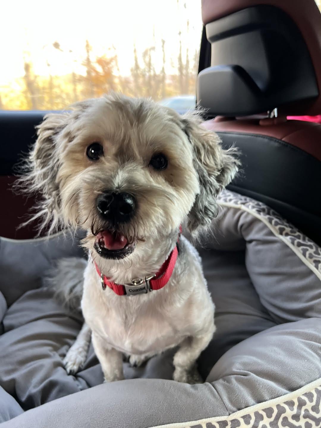 Enlarge Lincoln in New Cumberland, Pennsylvania, a ADOPTABLE Havanese in New Cumberland, PA image 3/6