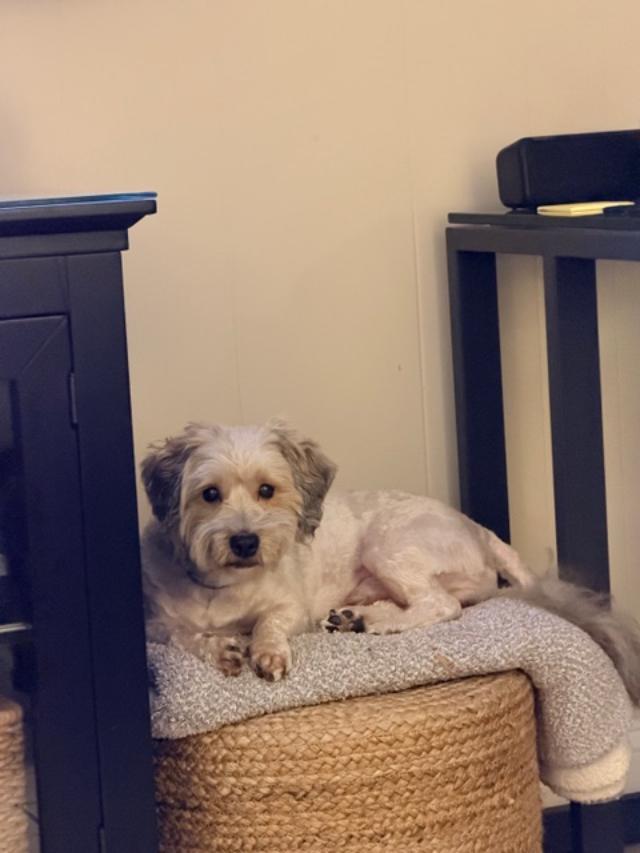 Enlarge Lincoln in New Cumberland, Pennsylvania, a ADOPTABLE Havanese in New Cumberland, PA image 4/6