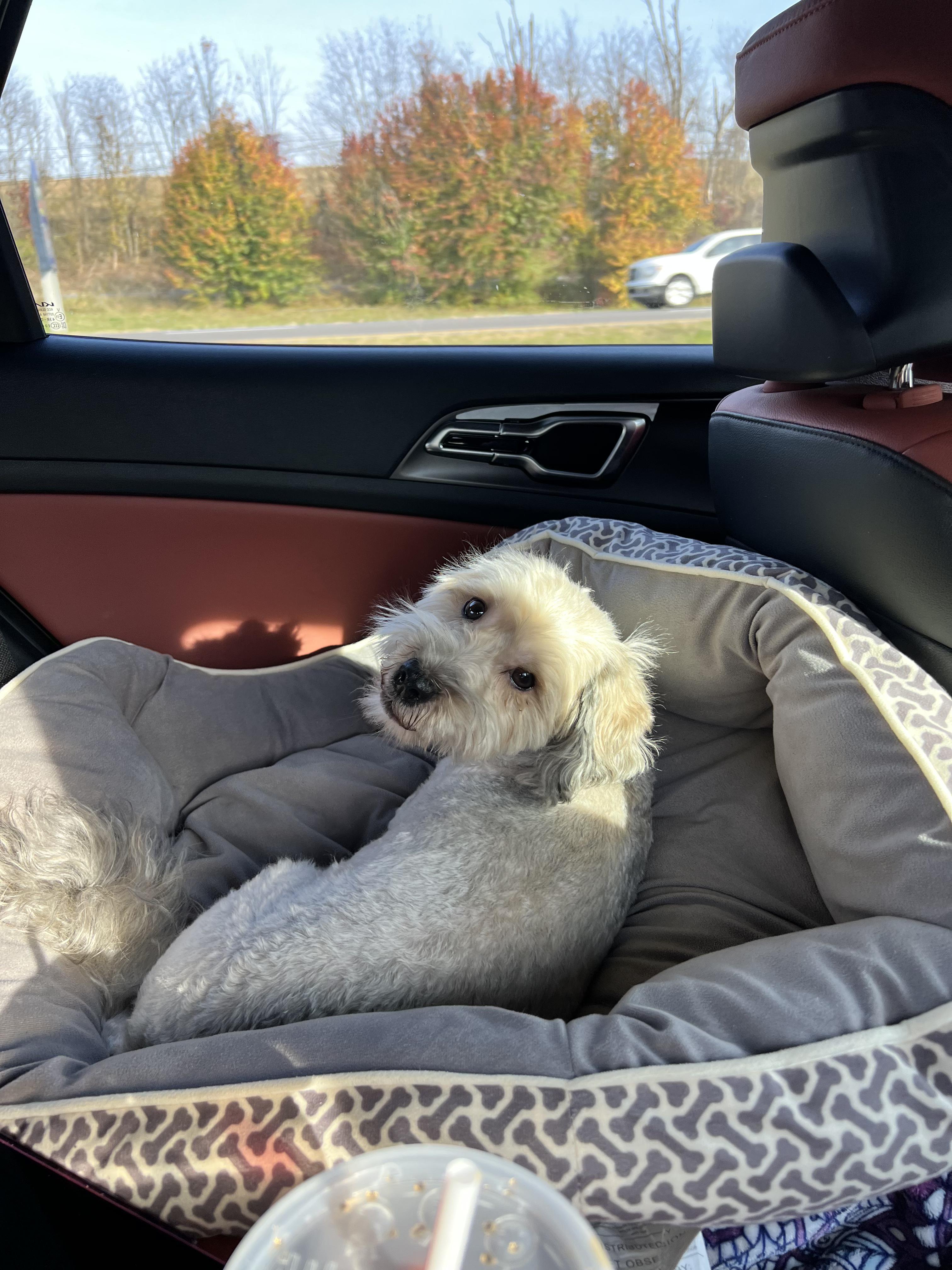 Enlarge Lincoln in New Cumberland, Pennsylvania, a ADOPTABLE Havanese in New Cumberland, PA image 5/6