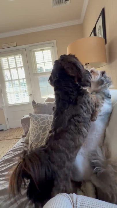 Enlarge Lincoln in New Cumberland, Pennsylvania, a ADOPTABLE Havanese in New Cumberland, PA video 6/6