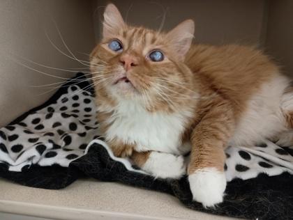 Sunshine, a ADOPTABLE mixed breed in Sacramento, CA image 2/2