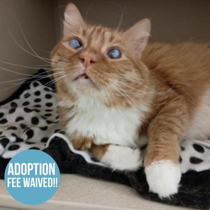 Sunshine, ADOPTABLE, Senior Female Domestic Long Hair.