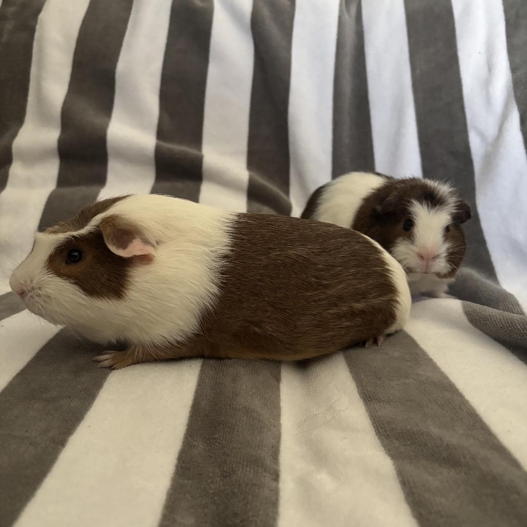 Simon, Adoptable, Young Male Guinea Pig.