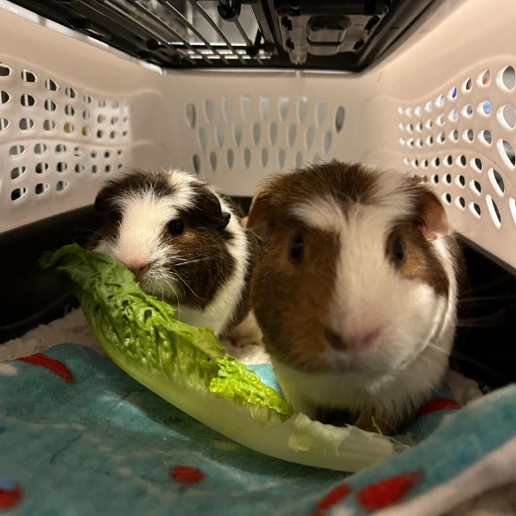 Simon, a Adoptable Guinea Pig in Las Vegas, NV image 2/4
