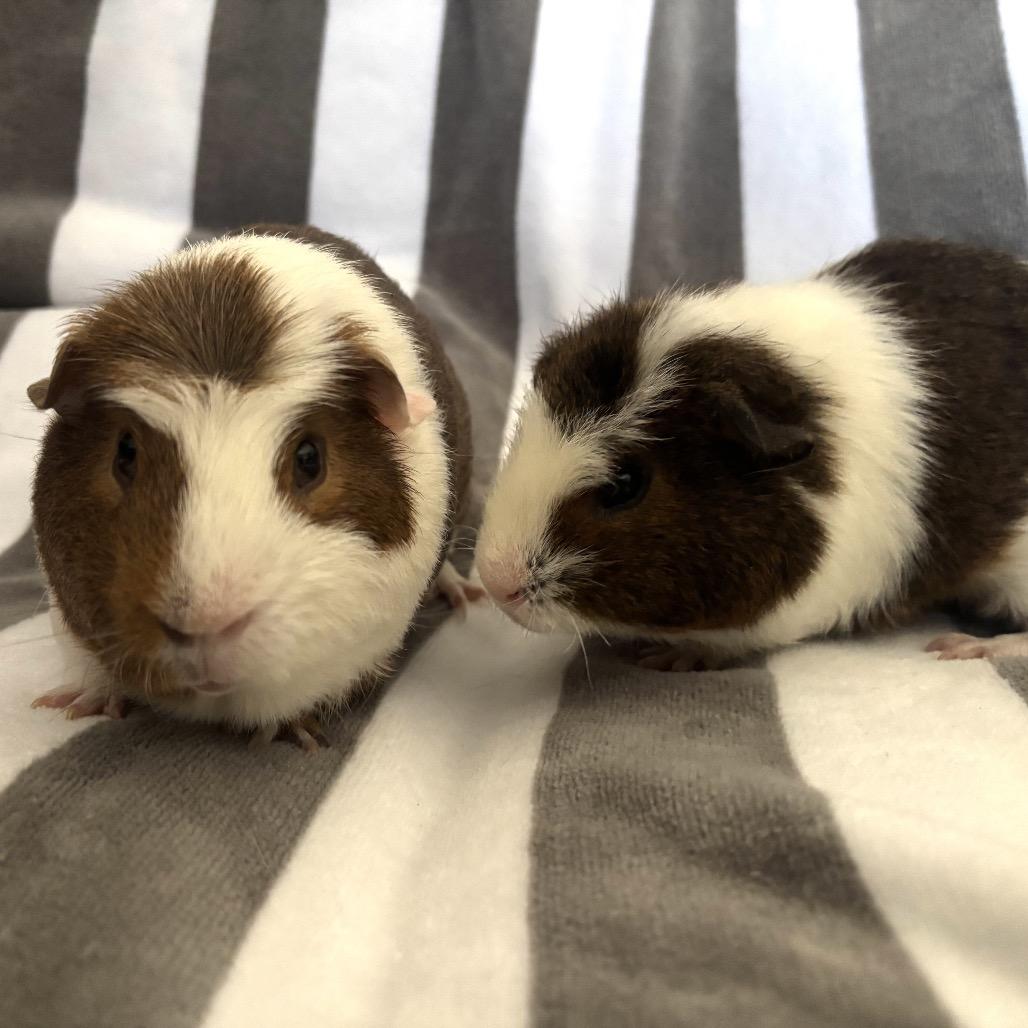 Simon, a Adoptable Guinea Pig in Las Vegas, NV image 3/4