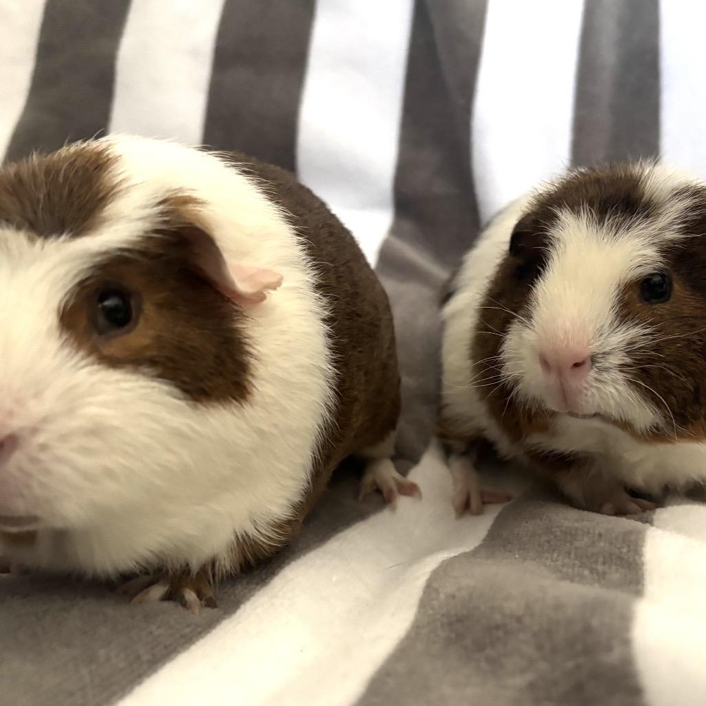 Simon, a Adoptable Guinea Pig in Las Vegas, NV image 4/4