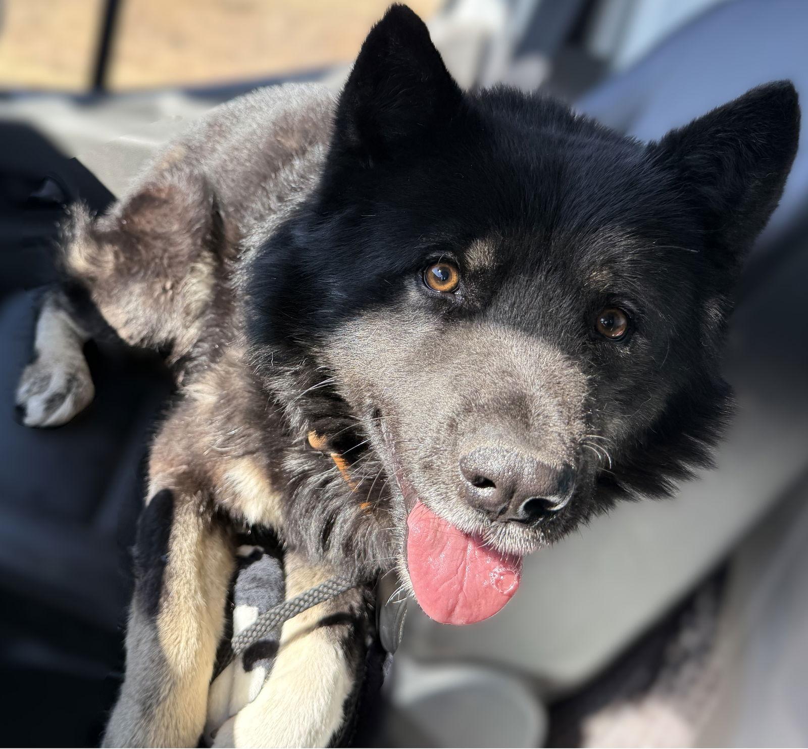 Enlarge Beazus, a Adoptable Akita in Las Vegas, NM image 1/1