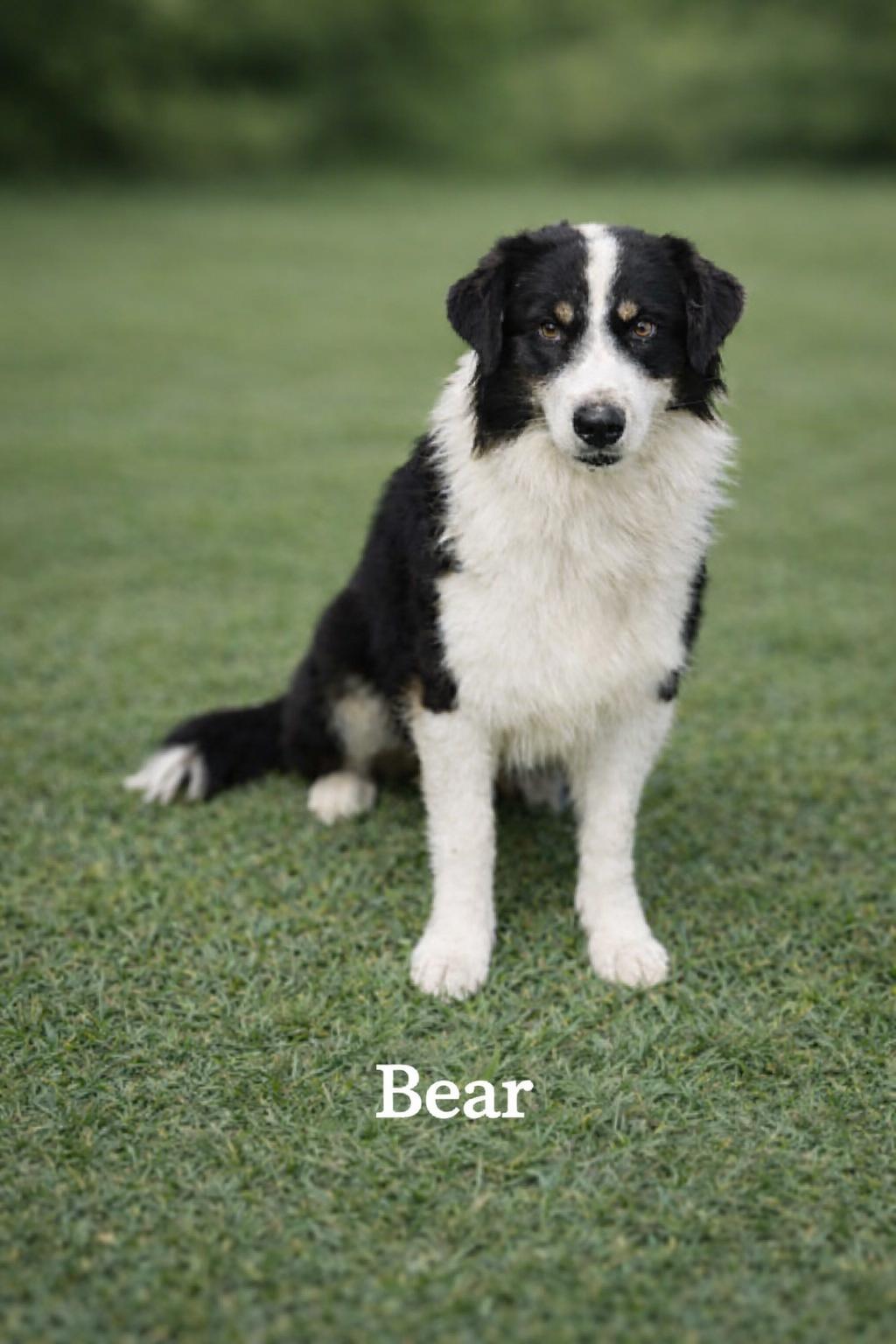 Bear, adopted, Adult Male Australian Shepherd & Mountain Cur.
