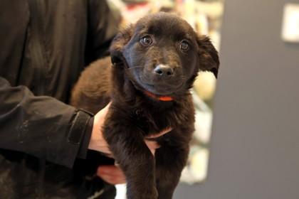 Chestnut — thumbnail 2