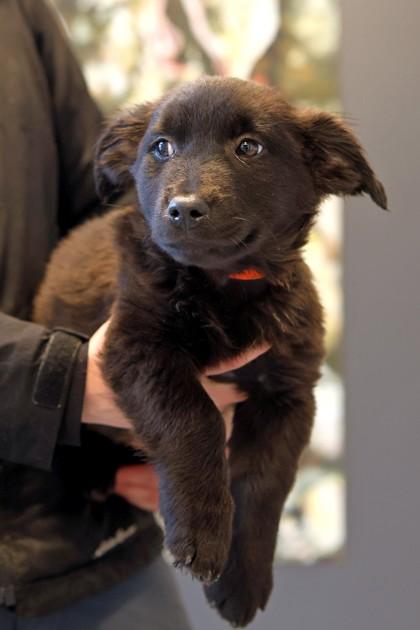 Chestnut — thumbnail 3