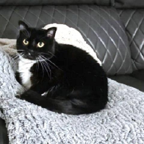 Oreo and Milo, an adopted Domestic Short Hair in Salt Lake City, UT image 1/4