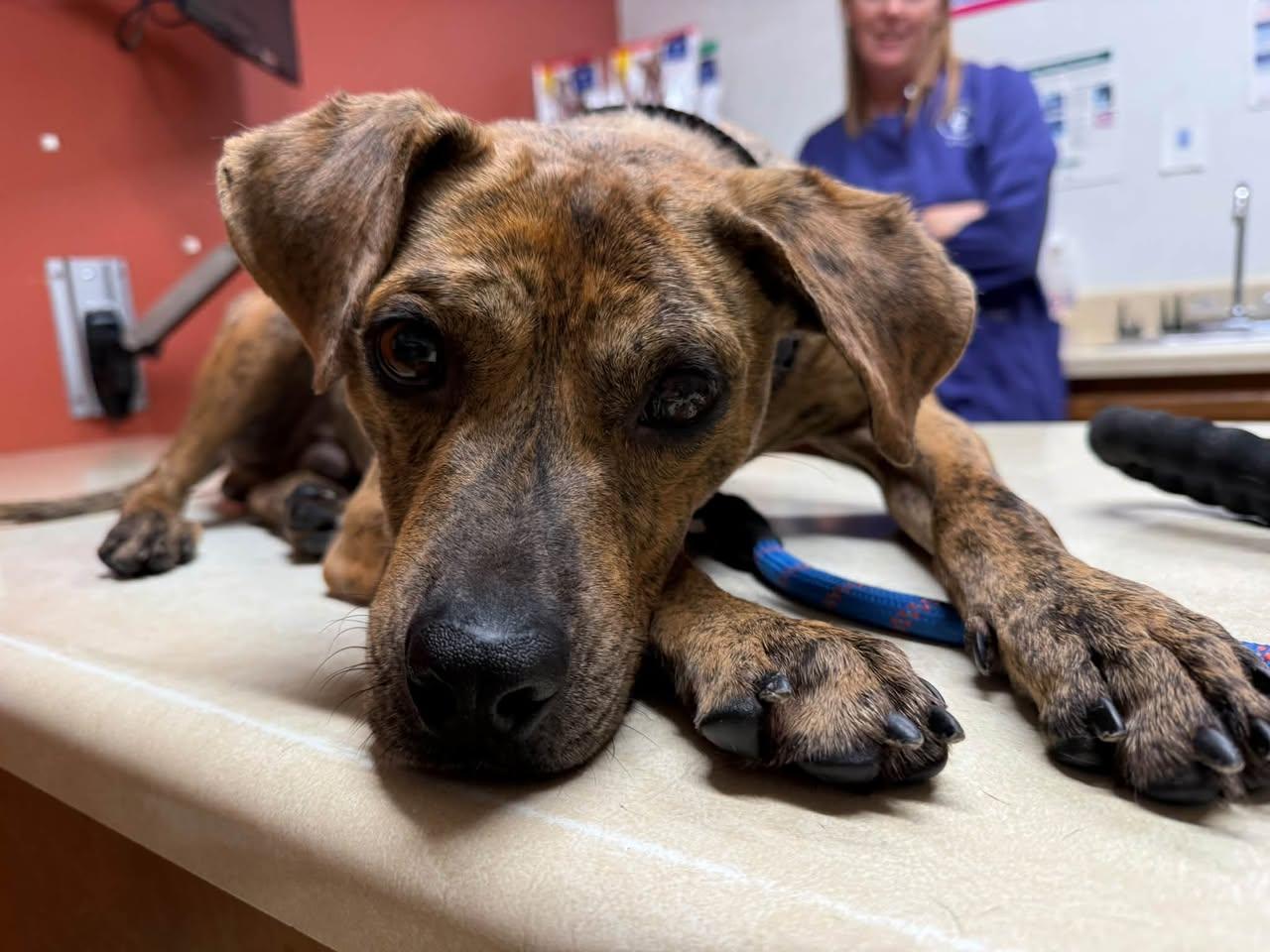 Twix, Adoptable, Adult Male Plott Hound.