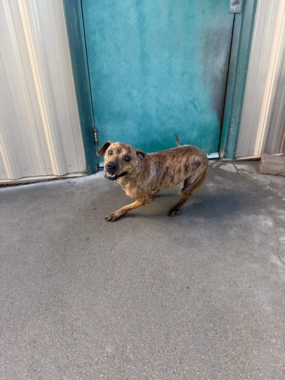 Enlarge Twix, a Adoptable mixed breed in Ulysses, KS image 2/2