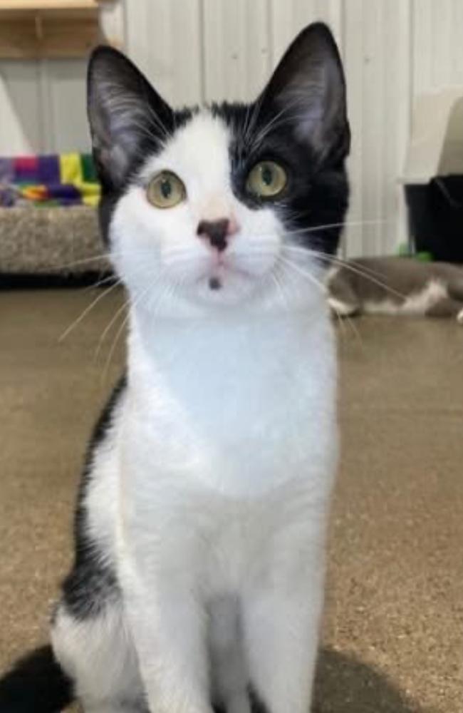 Enlarge Badger ~ Available at PetSmart Warsaw, IN!, a Adoptable Domestic Short Hair in Rochester, IN image 1/2