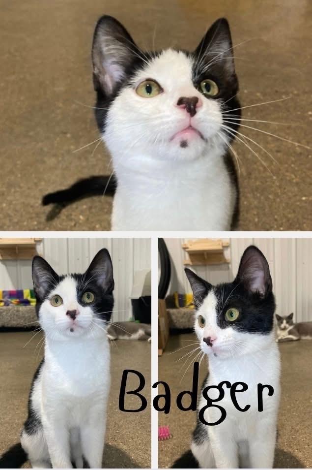 Badger, Adoptable, Kitten Male Domestic Short Hair.